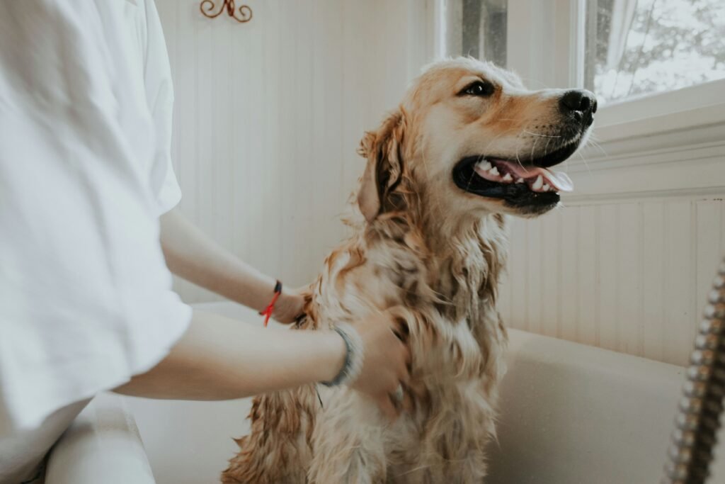 A Simple Grooming Routine for Dogs: Brushing, Baths and Nail Care — related pet care image 1