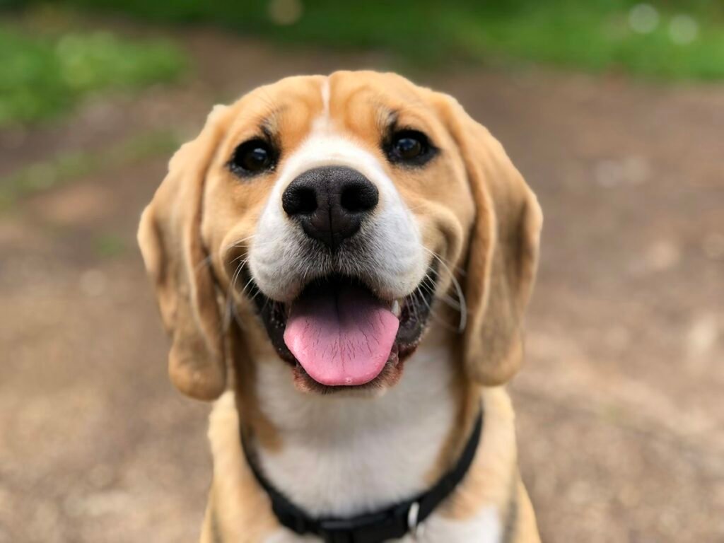 How to Build a Calm Daily Routine for Your Dog — related pet care image 3