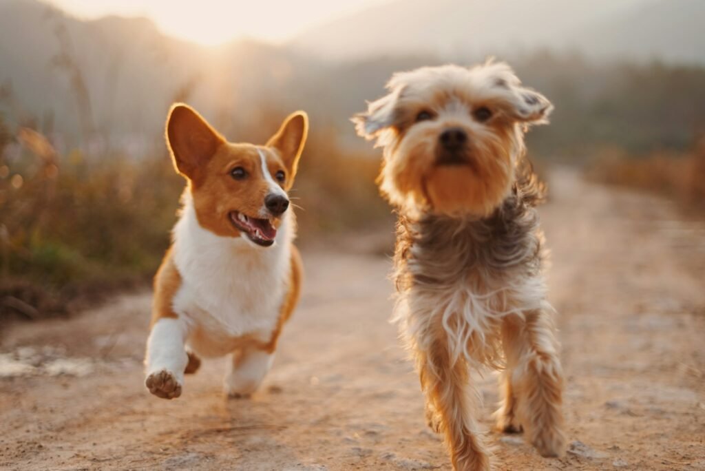Training & Behaviour