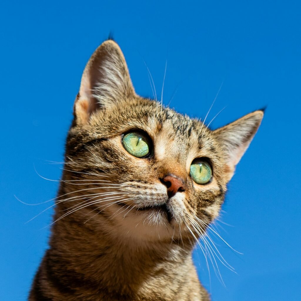 How to Help a New Cat Settle Into Your Home — related pet care image 3