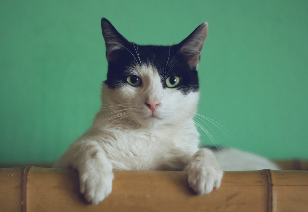Indoor Cat Grooming: How to Brush Without the Battle — related pet care image 1