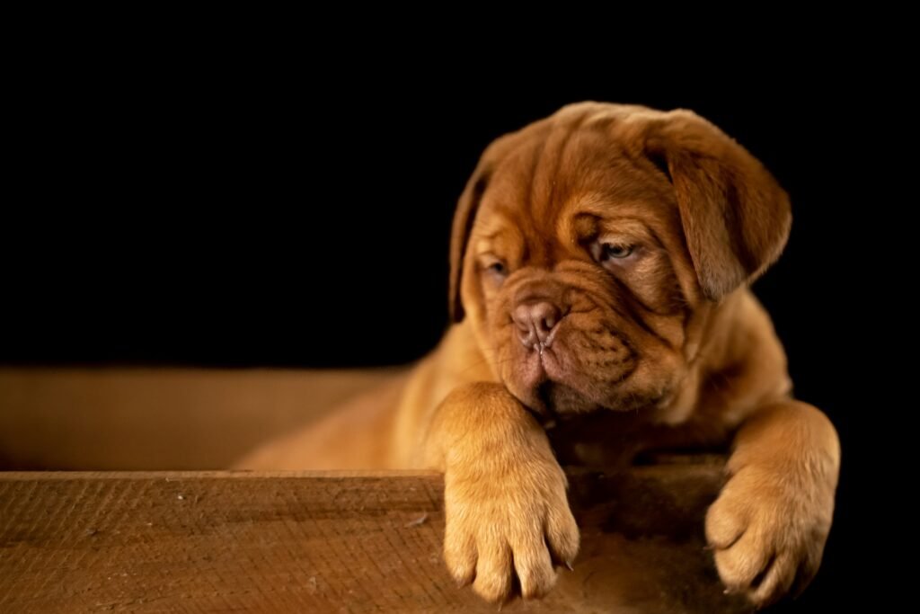 Pet First-Aid Kit Essentials Every Owner Should Know — related pet care image 1