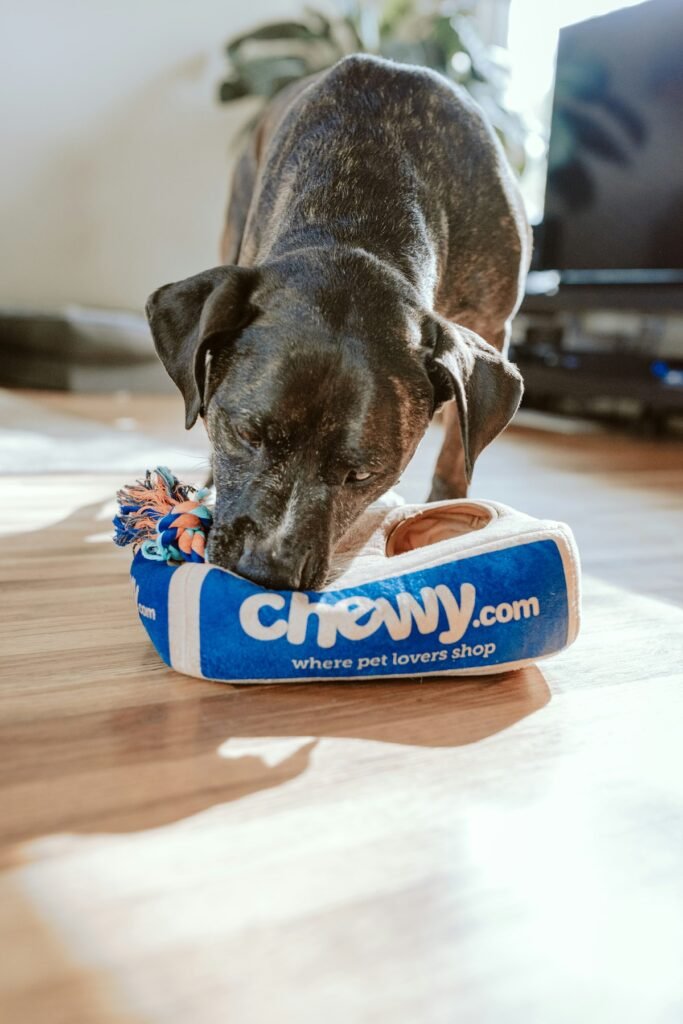 Pet First-Aid Kit Essentials Every Owner Should Know — related pet care image 3