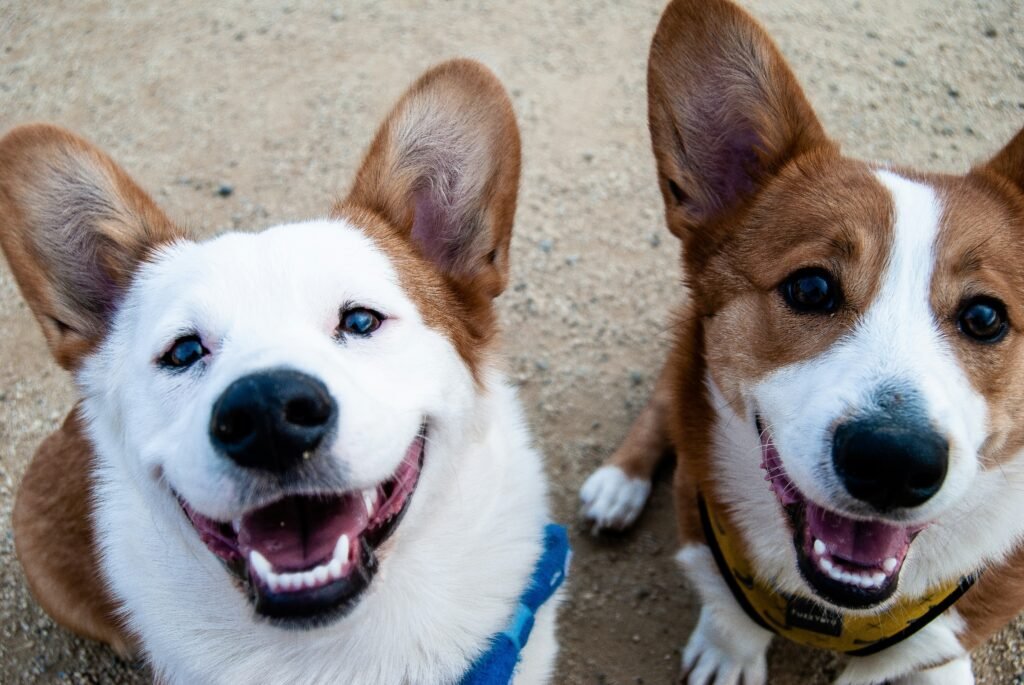 Teach Your Dog to Walk on a Loose Lead — related pet care image 1