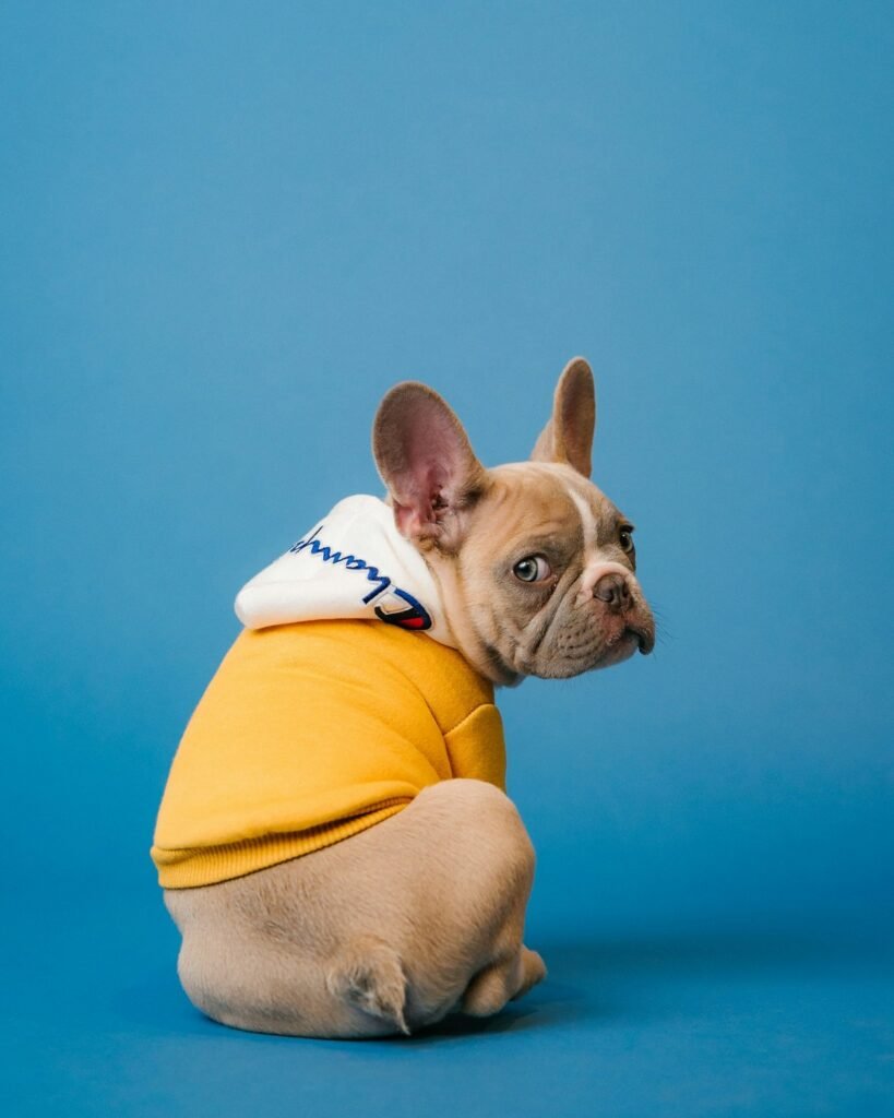 Pet First-Aid Kit Essentials Every Owner Should Know — related pet care image 2