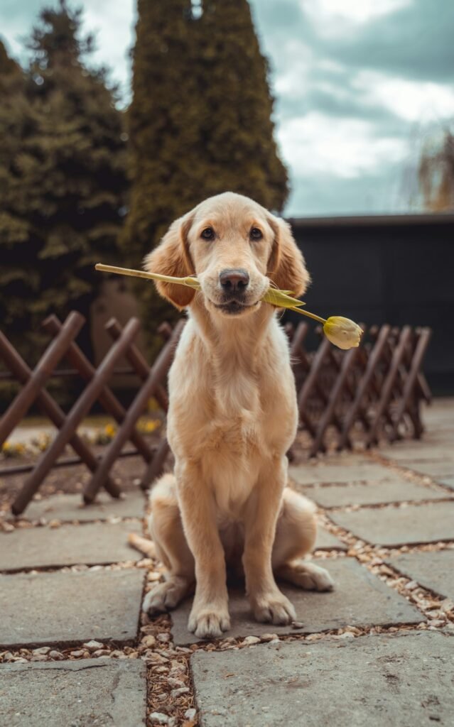 How to Build a Calm Daily Routine for Your Dog — related pet care image 2